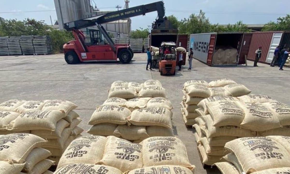 Exportan más de 240 toneladas de café verde a EE.UU. y China desde Lara