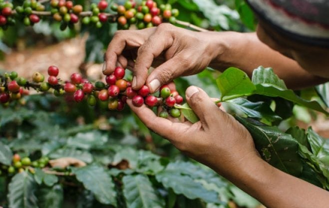 Se disparan en 500% las exportaciones de café en el 2025