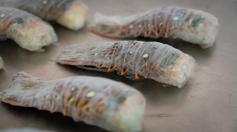 La Guaira exporta más de 500 toneladas de productos del mar a Europa en 2025