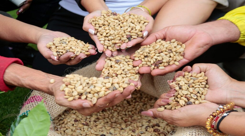 Café venezolano se internacionaliza con más de 5 millones de kilos exportados en 2025