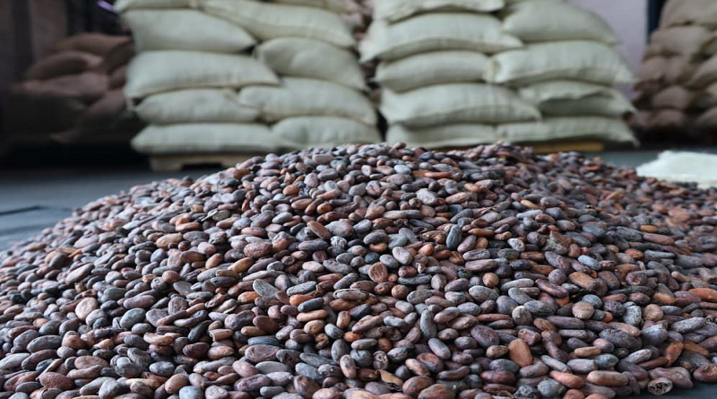 Nuevas toneladas de cacao venezolano fueron exportadas a Rusia