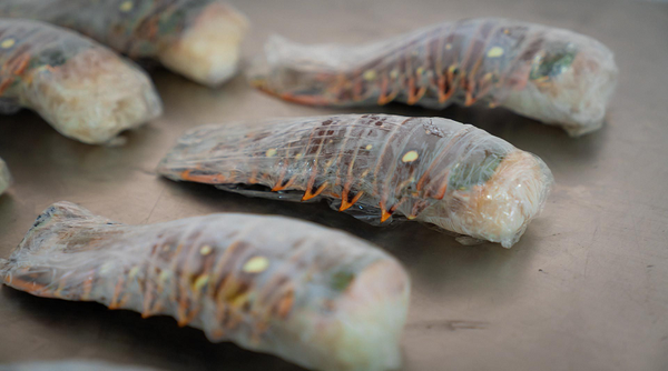 La Guaira exporta más de 500 toneladas de productos del mar a Europa en 2025