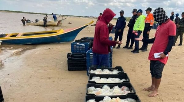 Falcón establece ordenamiento y seguridad para exportación de medusa hacia China