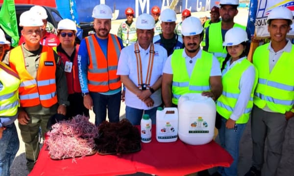 Más de 100 toneladas métricas de algas marinas son exportados a Japón y Chile