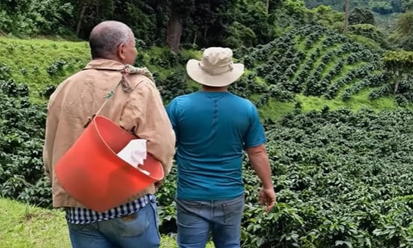 Plan Comunal del Café logra cosecha histórica y exportación al mundo